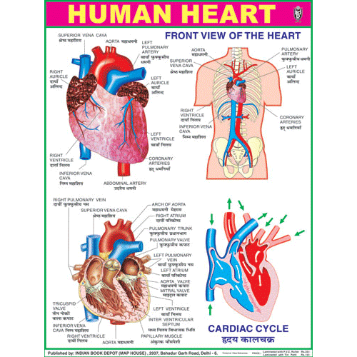 Chart: The Heart (medium)