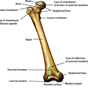 Bone:  Femur Per Pair, Rabbit.