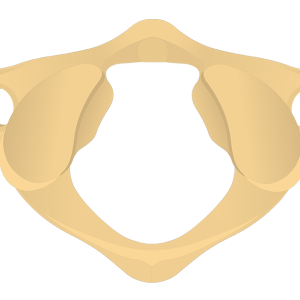 Bone: Atlas.