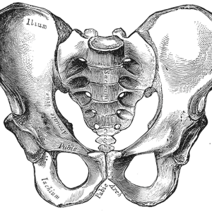 Bone; Pelvis.