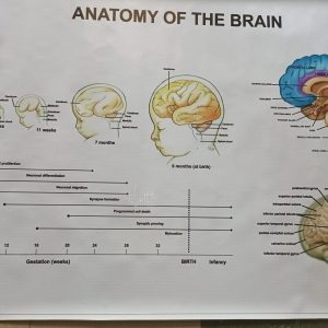 Chart: Anatomy of the brain (Flex type).