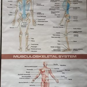 Chart: The skeleton and muscular system
