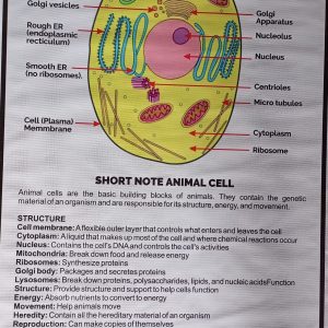 Chart: Animal cell (Medium)