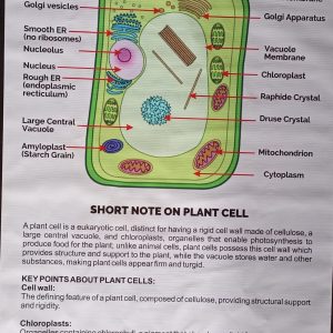 Chart: A typical Plant cell