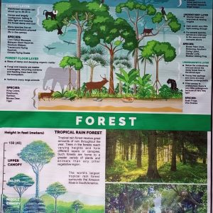 Chart: Tropical Rainforest