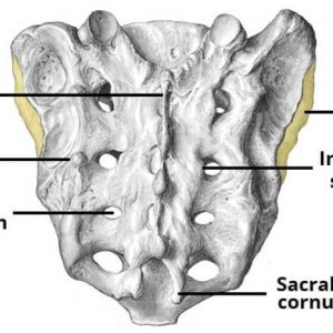 Bone: Sacral.