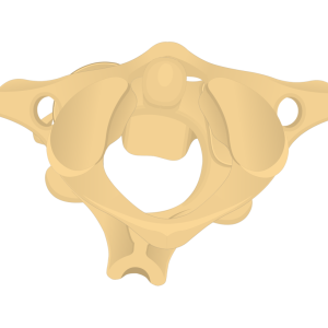 Bone: Axis.