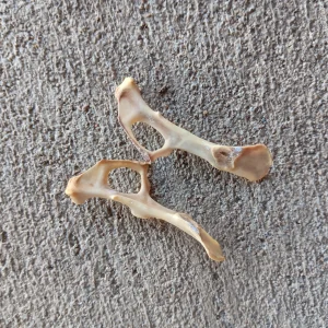 Bone: Pelvic Girdle Big (One Part) , Rabbit.