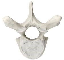 Bone: Thoracic (Big).