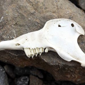Bone: upper jaw bone rabbit (Big).
