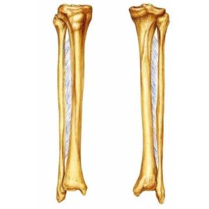 Bone: Tibia & Fibula  Per Pair, Rabbit (Big).