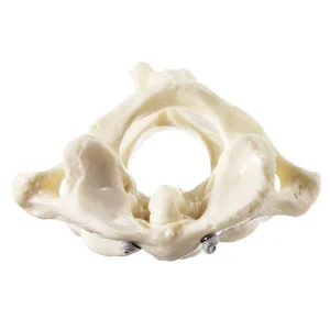 Bone : Cervical Small