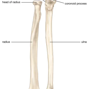 Bone: Radius & Ulna   Per Pair, Rabbit.