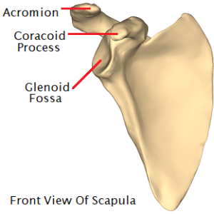 Bone: Scapula (big).