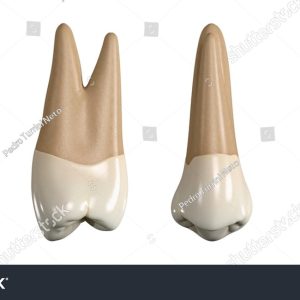 Bone: Premolars.